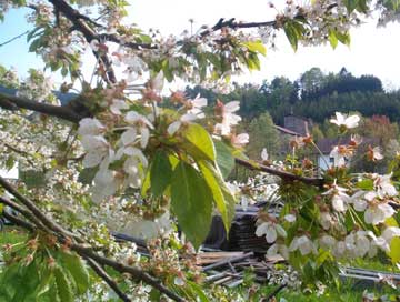 Kirschblüte im Bayerischen Wald